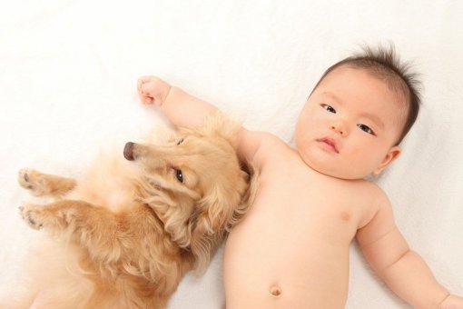 memelihara hewan bagi bayi